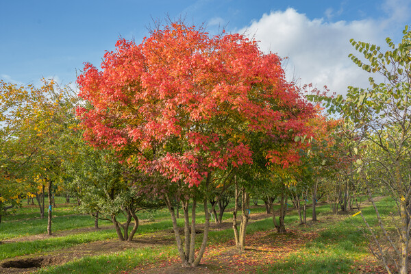 Encyclopedie voor boomspecialisten